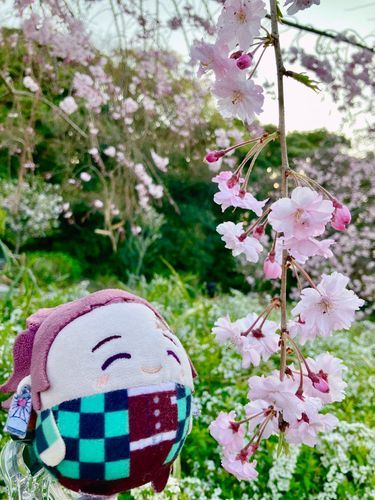 しだれ🌸かわいい💕