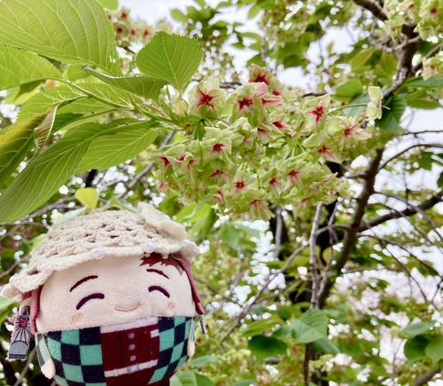 御衣黄という🌸
珍しいね✨