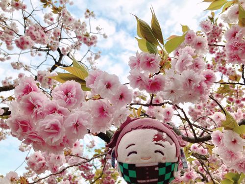 落ちてきそうな位🌸の花が重みがあってきれいだった✨✨