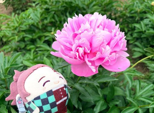 牡丹の花って大きい😳