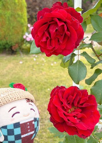 この🌹ドンファンって名前だったよ😆
(っ´◜◡◝`c)えー、この🌹おんなたらし　なんですかねえ

どうなんでしょうねぇ🤭

