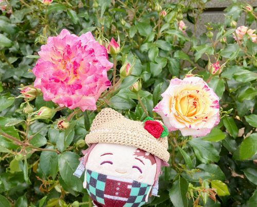 珍しい花だけど、これも🌹なんですって。

(っ´◜◡◝`c)みたこと　ないですねー！