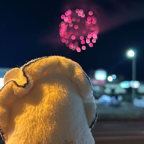 偶然花火が見えたので
見てきたでち