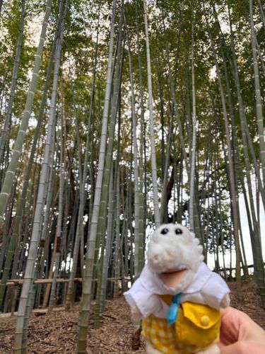 ホ〜！竹だ！😆
竹取の翁といふものワリホリ