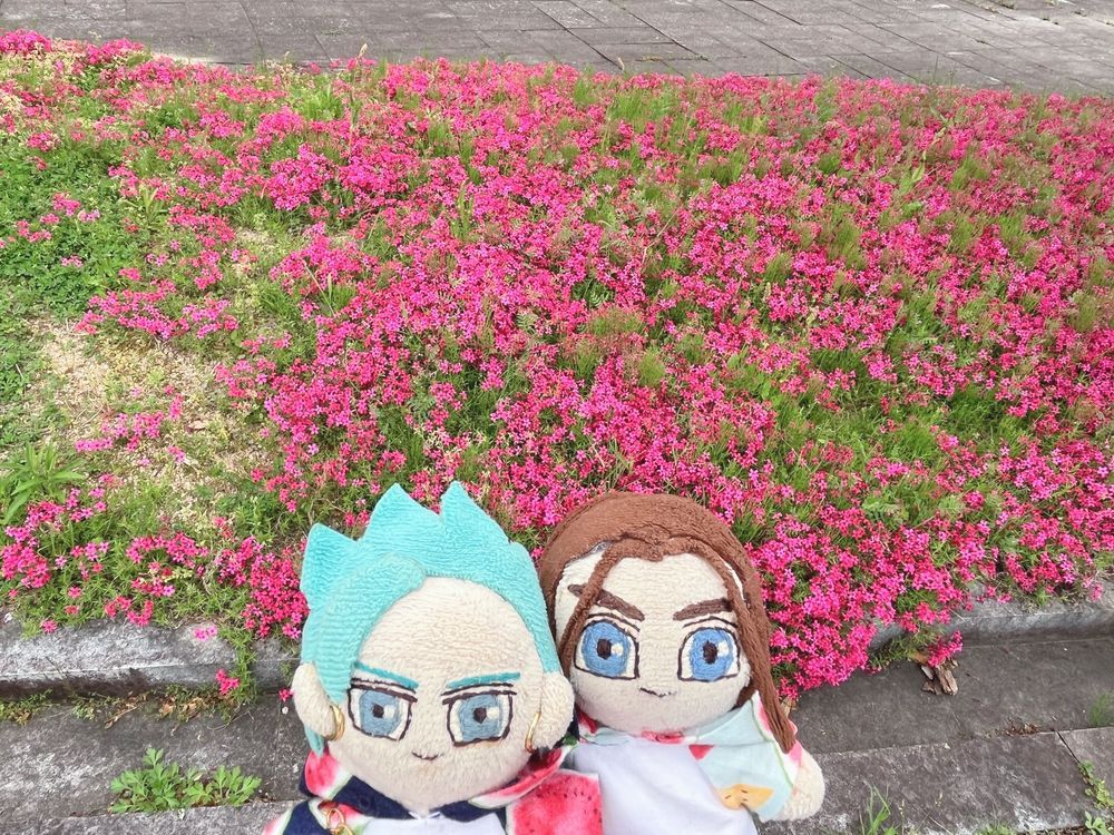 八重桜🌸