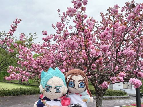 八重桜🌸
