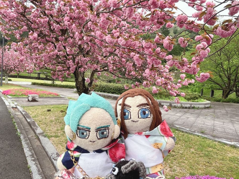 八重桜🌸