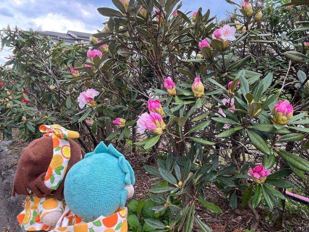 🌸