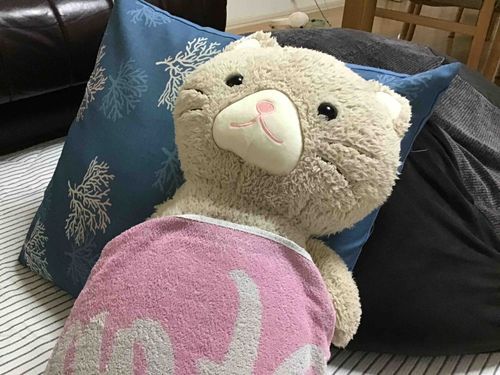 今お風呂から出たところなの！気持ちよかったにゃあ~！ #ねこ #お風呂上がり #あいされてるぬいぐるみ 