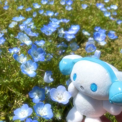 ネモフィラのお花畑にやってきたよ！
お姉ちゃんのゴールデンウィークまで
あと2日、、ガンバレ