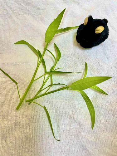 最近かいぬし、空芯菜を栽培していたのでしゅ。今日は初の収穫でしゅ！脇芽が生えてくるそうなので楽しみでしゅね。
少なかったけど、炒めて食べたら美味しかったでしゅ。