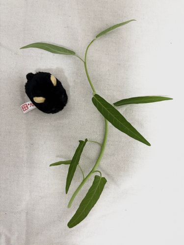 2回目の空芯菜収穫でしゅ。けど、大きく成長したのは一株だけ。家庭菜園、むずかしいでしゅね〜！