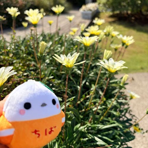 おちょこ初投稿です✨
良いお天気なのでお昼はぬしと外でパンを食べました。
ちばからかながわに来て、数日たちますが、似てるようで少しちがうきがします✨