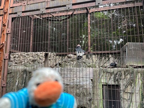 鳥を見に行ったよ！同じ鳥だけど