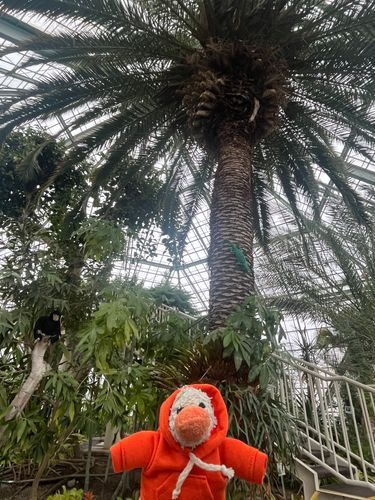 🌴