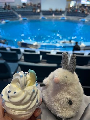 🍦🐬