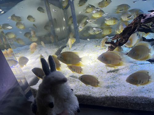 🐟🐠🫧‪