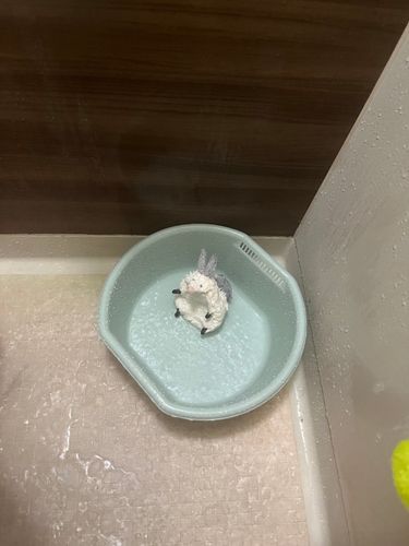 🛁🫧
