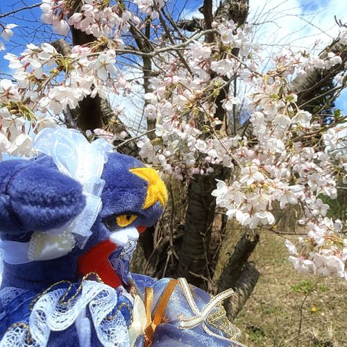 ガブリアスと桜を見てきました🌸