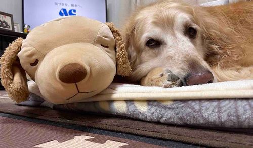 犬とおやすみなさいだぴょん🌙