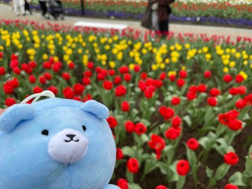 ハウステンボスのチューリップ、めっちゃ綺麗だったぴょん！🌷