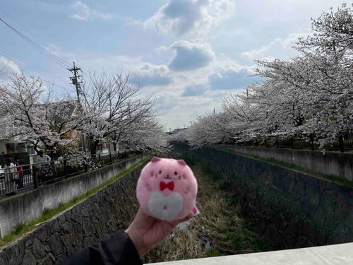 桜見に行ったぴょん🌸めっちゃ綺麗だったぴょん！