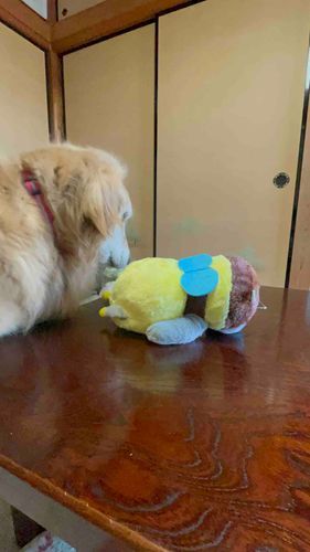 犬のララちゃんにロックオンされたハチ犬ぴょん！