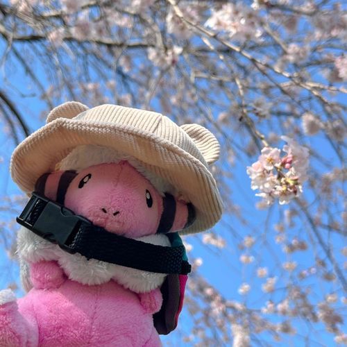 おはなみしてきた〜🌸🌸🌸