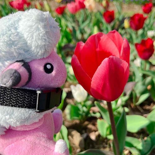 ちゅ🌷