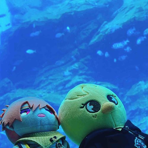 おさかないっぱいきれいだね〜🐟