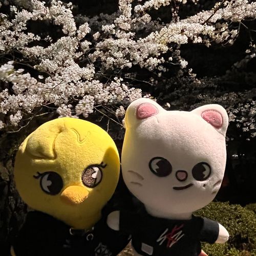 よざくらをみてきたよ🌸
とってもきれいだったよ🌸🌸
やたいのやきそばおいしかったな〜✨