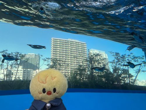 “天空のペンギン”かわいかった🐧