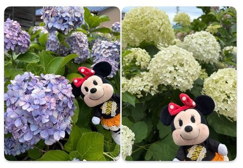 紫陽花を見に行って来たの🚙✨
