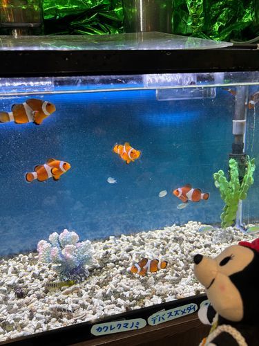 メイカーズピアの動物さんと触れ合える場所でのお写真なの✨
うさぎさんやハリネズミちゃんたちにご飯あげる時はミニーカバンの中で待ってたんだけど、お魚さんのところの水に落ちない場所は見てきたの✨
