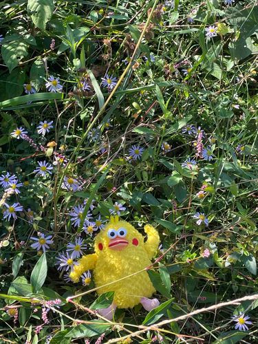チクポン　お天気良くて、秋のお花と戯れました。