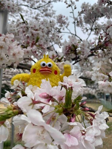 チクポン&満開の桜です。

