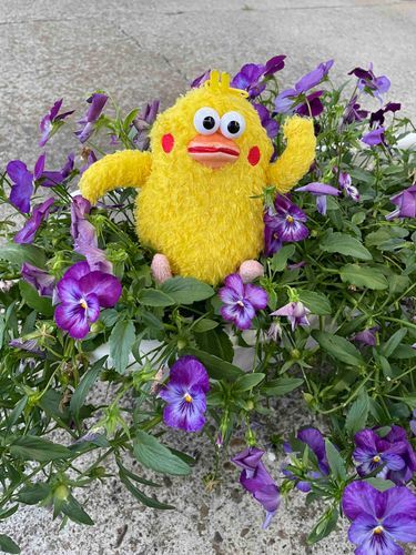 チクポン　お花と戯れる！　紫のお花　フカフカでした。なんて言う花なの？