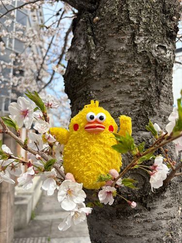 チクポン　お花見にきたんだー。桜に囲まれて春満開です。