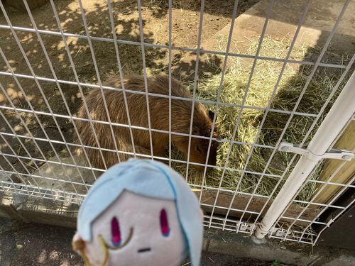 いけだどうぶつえんにえんせいにきたぞ。
てんじくねずみとここまでちかづけるのはめずらしいそうだ。