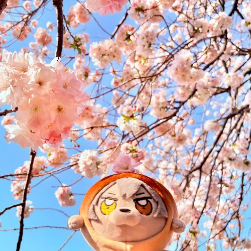 🌸