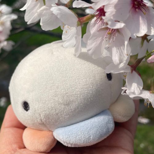 しいちゃん(かいぬし)といっしょに
のんびりくらすくらげの
ありすです

とーこーはまちまちかも