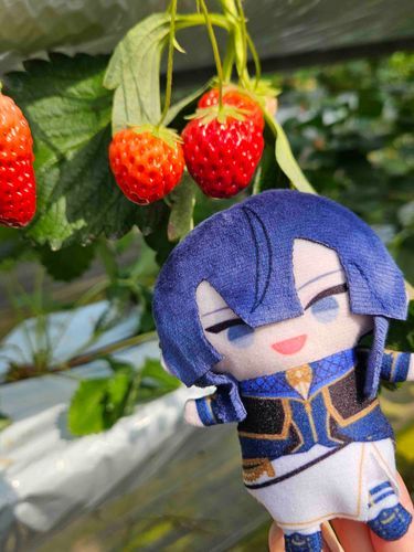 始めました🍓✌