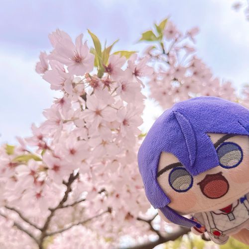 この間ちょっと残ってたから撮れた🌸