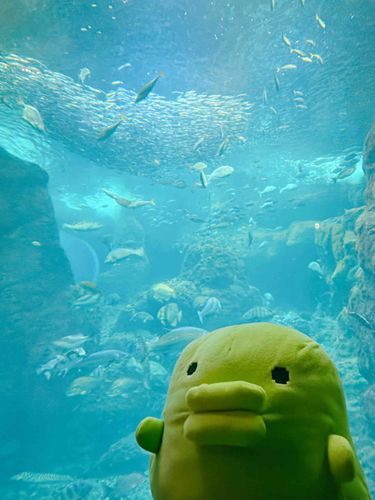 🐠(｡•ʚ•｡)🐠