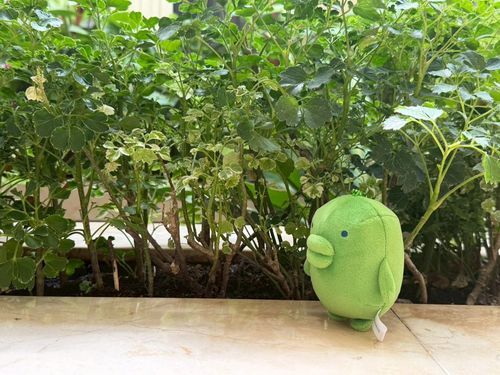 🌱(｡•ʚ•｡)🌱
