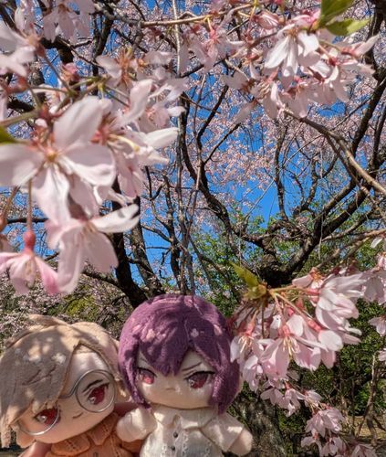お花見してきたよ