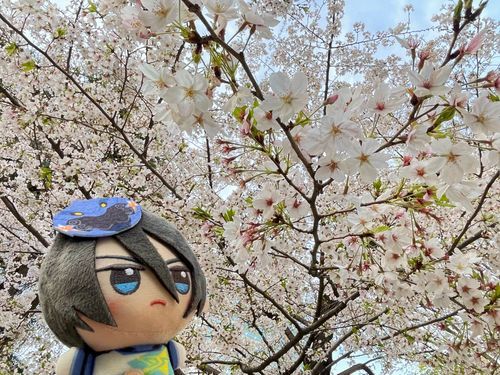 きれいだね🌸
