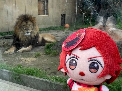 ライオンさん、こんにちは