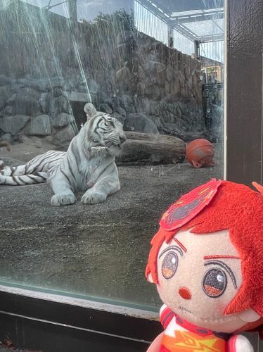 ホワイトタイガーさん、こんにちは