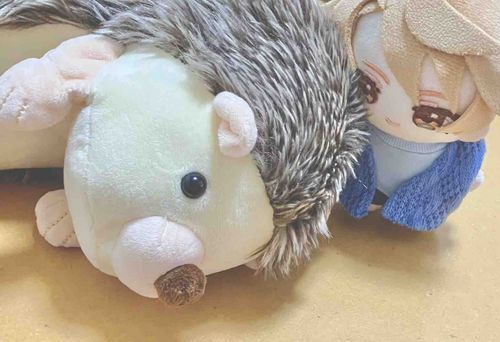 ナッツくんのハリはふわふわです。